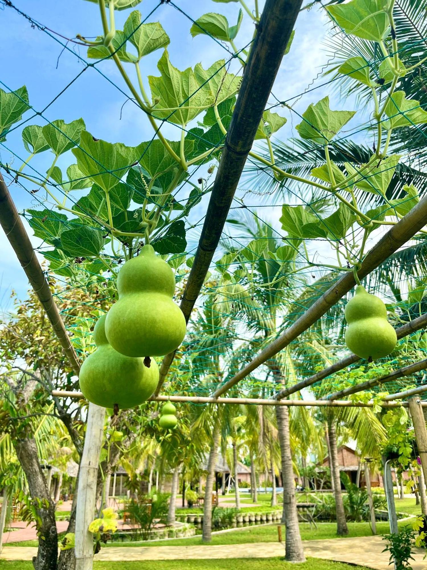 Enso Retreat Hoi An - Rediscovery & Serenity Экстерьер фото